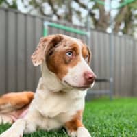 Photo of Nova