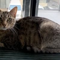 Photo of Turbo Snail