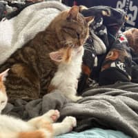 Photo of Eskel **2nd Chance Cat Rescue**