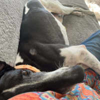 Photo of Luka, The Greyhound 