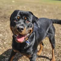 Photo of Bongo