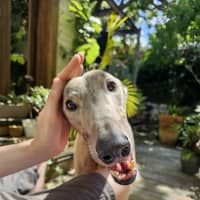 Photo of Ace, The Greyhound 