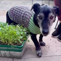Photo of Gentle Senior Baloo 