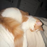 Photo of Mocha