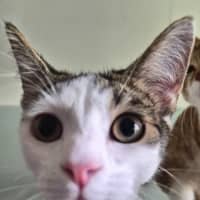 Photo of Whiskers