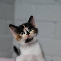 Photo of Topaz