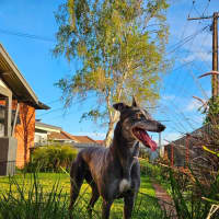 Photo of Flame