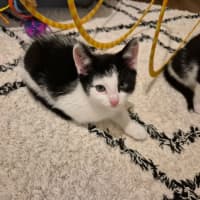 Photo of Penelope Meet Me@Petstock Carrum Downs