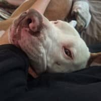 Photo of Odin