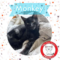 Photo of Monkey 🐒💙 *9 Lives Project Rescue*