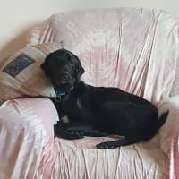 Photo of Beau 