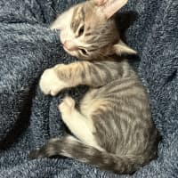 Photo of Fur