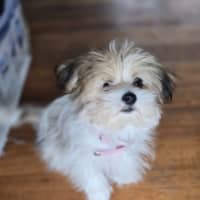 Photo of Armani Cherry Blossom