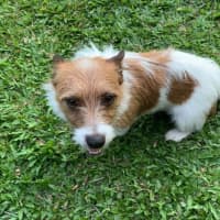 Photo of Scruffy