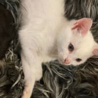 Photo of Peanut Butter