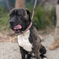 Photo of 🥛 Eggnog 5520 🥛