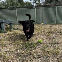 Photo of Bear