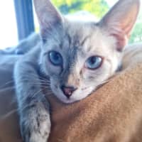 Photo of Sergeant Sprinkles