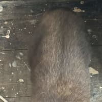 Photo of Nala