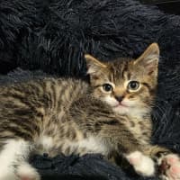 Photo of Sox