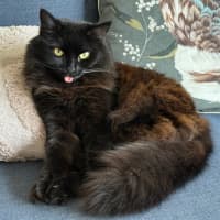 Photo of Kiki   In Foster In Preston