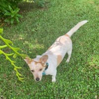 Photo of Rocco