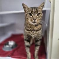 Photo of Jigsaw