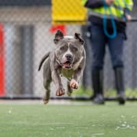 Photo of Lacey Imp 1824