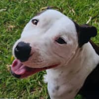 Photo of Bambino And Sammi 