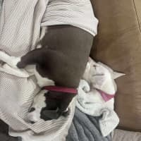 Photo of Coconut Slice