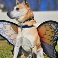Photo of Lucky