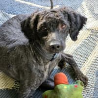 Photo of Zebi