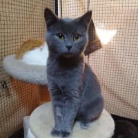 Photo of Pepper