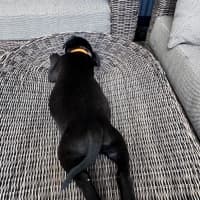 Photo of Banjo