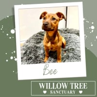 Photo of Bee