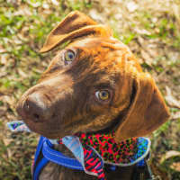 Photo of Chilli