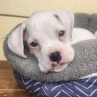 Photo of Jax 🐻🐾