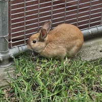 Photo of Basil