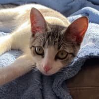 Photo of Simba
