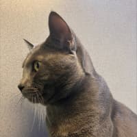 Photo of Dougal
