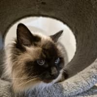 Photo of Fifi **2nd Chance Cat Rescue**