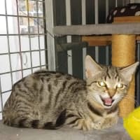 Photo of Ares