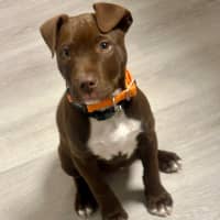 Photo of Jessie ❤️🐶