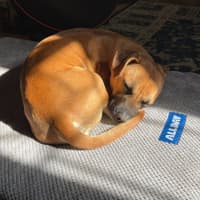 Photo of Arlo