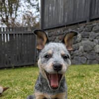 Photo of Frost