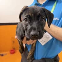 Photo of Skye