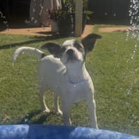 Photo of Rosie
