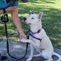 Photo of Penny
