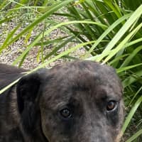 Photo of Boof (4848)