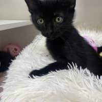Photo of Jinx